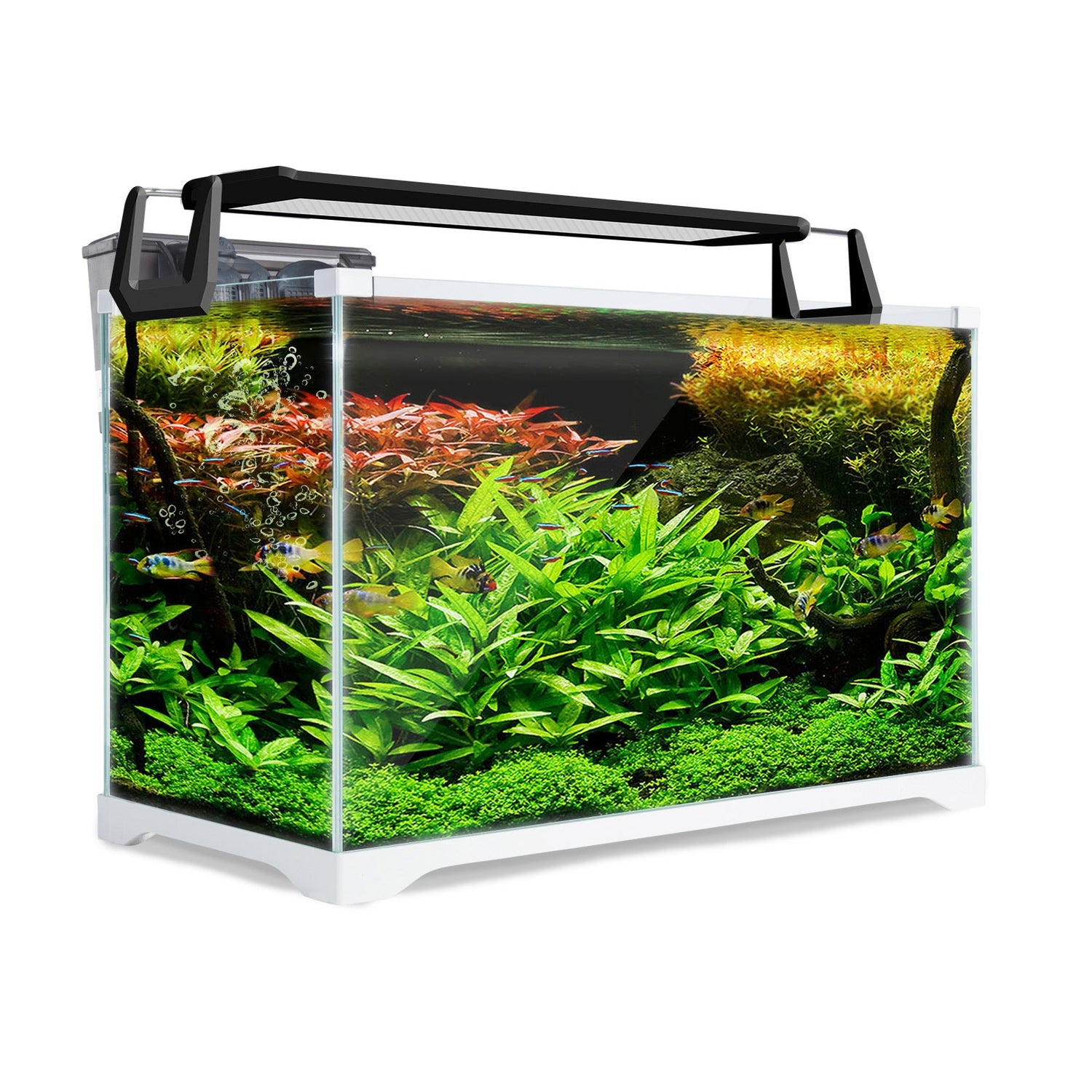 Fish and aquarium supplies for freshwater and marine setups.